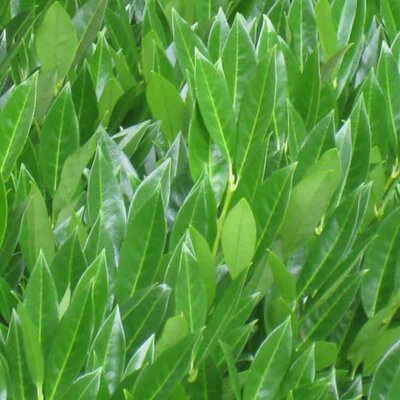 Prunus 'Caucasica' - Extract of image here under fair use