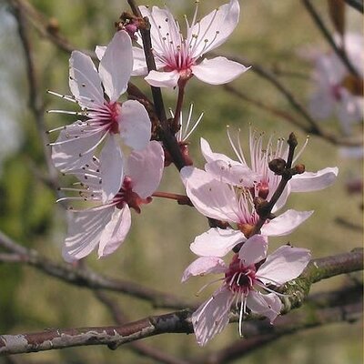 Prunus 'Nigra' - Photo by Rasbak (CC BY-SA 3.0)