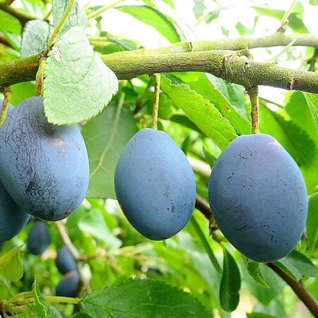 Prunus “Damson”