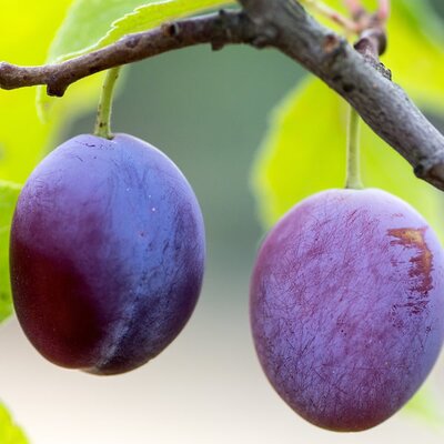 Prunus domestica 'Marjorie's Seedling' - Image by andreas N from Pixabay