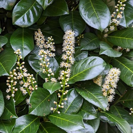 Prunus 'Etna' - Extract of image here under fair use