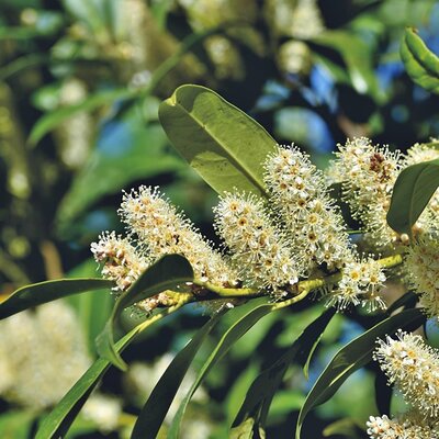 Prunus 'Genolia' - Image by Ralph from Pixabay 