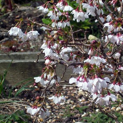 Prunus incisa Kojo-no-Mai - Photo by Peganum (CC BY-SA 2.0)
