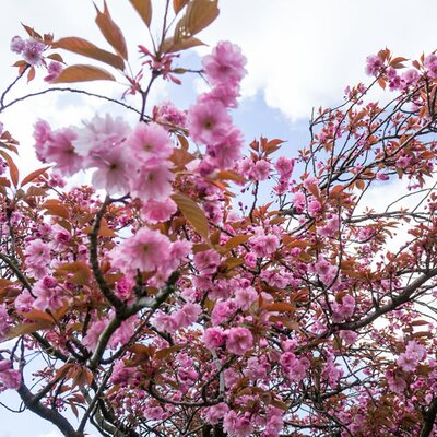 Prunus incisa 'Oshidori' - Photo by kroshka-uk (CC BY-SA 2.0)