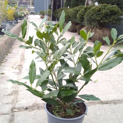 Prunus 'Otto Luyken' (2L pot)