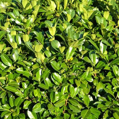 Prunus 'Rotundifolia' (2L pot)
