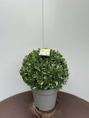 Prunus Laurocerasus 'Gajo'  - Image courtesy of Impulse Plants