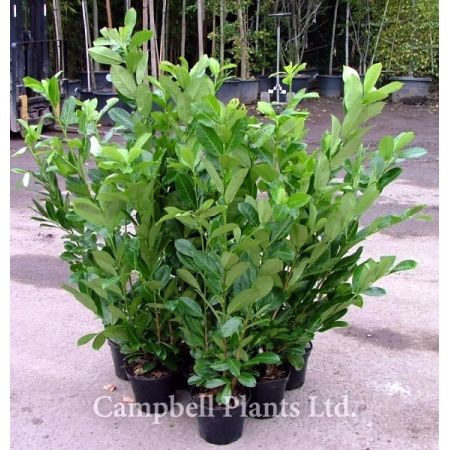 Prunus Laurocerasus Rotundifolia - Image Courtesy of Campbell's Plants Ltd