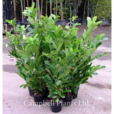 Prunus Laurocerasus Rotundifolia - Image Courtesy of Campbell's Plants Ltd