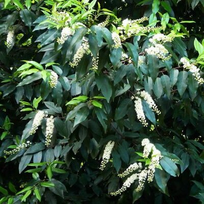 Prunus 'Lusitanica' - Photo by Cillas (GFDL)