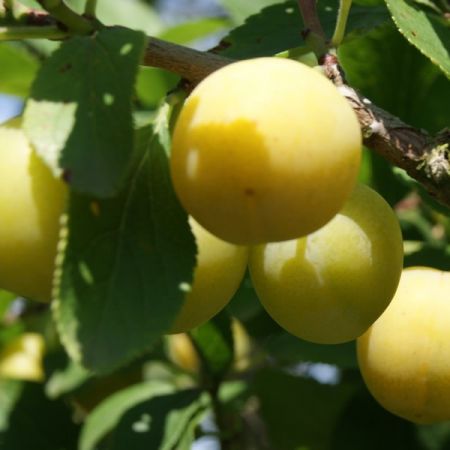 Prunus 'Mirabelle de Nancy' (10L pot)