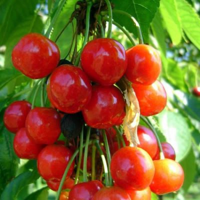 Prunus 'Morel' (10L pot)