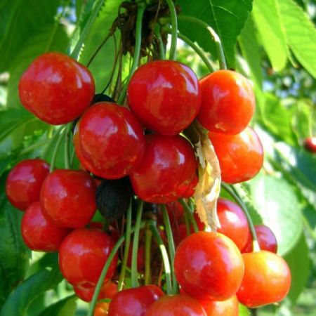 Prunus 'Morel'