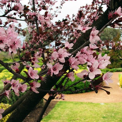 Prunus Nigra - Photo by Corrie Barklimore (CC BY-SA 2.0)