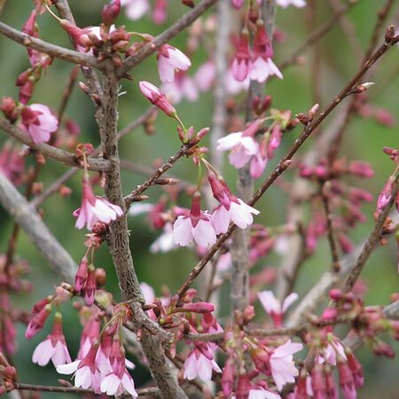 Prunus 'Okame' - Photo by peganum (CC BY-SA 2.0)