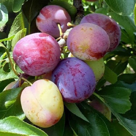 Prunus 'Opal' (10L pot)