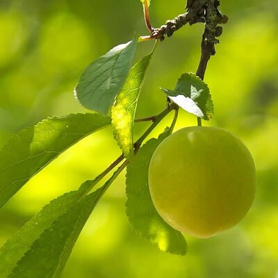 Prunus 'Reine Claude Verte' (10L pot)
