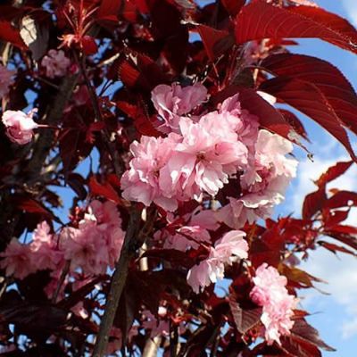 Prunus 'Royal Burgundy' - Photo by Krzysztof Ziarnek, Kenraiz (CC BY-SA 4.0)