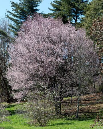 Prunus Sargentii 'Rancho' - Courtesy of Plant Image Library (CC BY-SA 2.0)