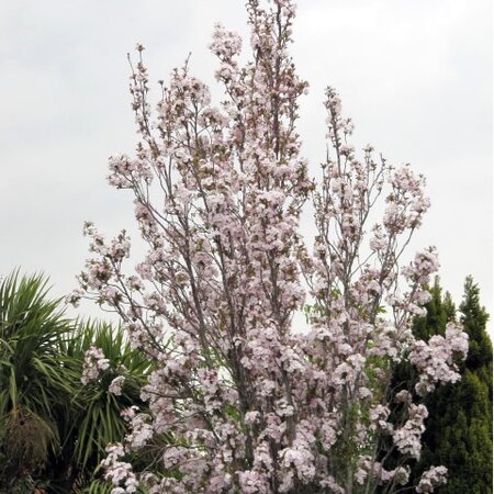 Prunus 'Amanogawa' - Photo by  Leonora (Ellie) Enking (CC BY-SA 2.0)