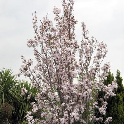 Prunus 'Amanogawa' - Photo by  Leonora (Ellie) Enking (CC BY-SA 2.0)