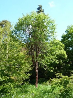 Prunus serrula tibetica - Photo by Wendy Cutler (CC BY-SA 2.0)