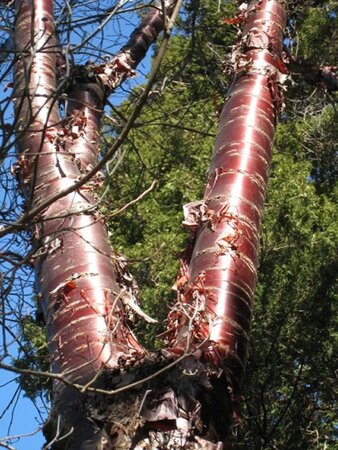 Prunus serrula tibetica - Photo by Wendy Cutler (CC BY-SA 2.0)
