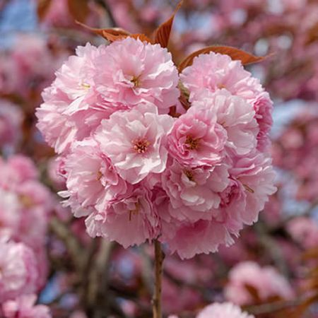 Prunus Serrulata Kanzan - Photo by Marie-Lan Nguyen (CC BY-SA 2.5)