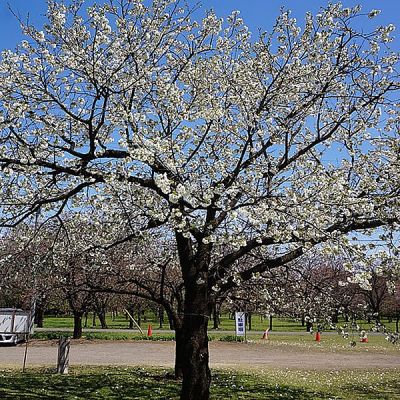 Prunus 'Shirotae' (10L pot)