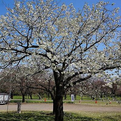 Prunus 'Shirotae' Top-Grafted (12L pot)