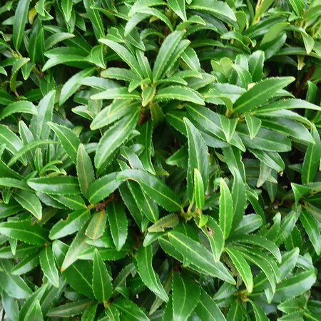 Prunus 'Sofia' leaf detail - Photo taken at AGC, Boyle - 17/10/2025