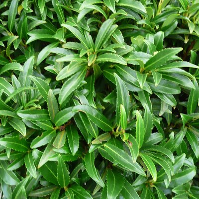 Prunus 'Sofia' leaf detail - Photo taken at AGC, Boyle - 17/10/2025
