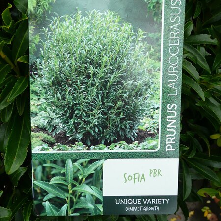 Prunus 'Sofia' - label - Photo taken at AGC, Boyle - 17/10/2025