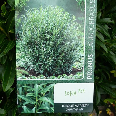 Prunus 'Sofia' - label - Photo taken at AGC, Boyle - 17/10/2025