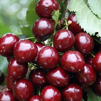 Prunus 'Stella'