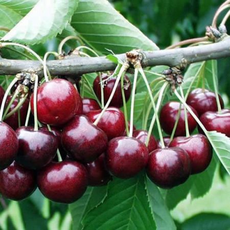 Prunus 'Sunburst'
