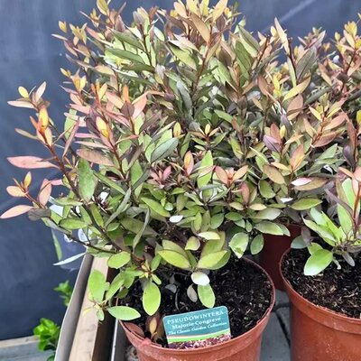 Pseudowintera colorata 'Marjorie Congreve' (3L pot)