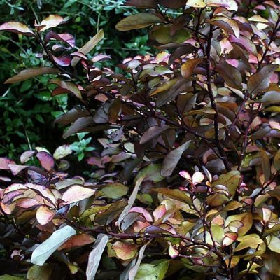 Pseudowintera "Marjorie Congreve" - Photo by peganum (CC BY-SA 2.0)