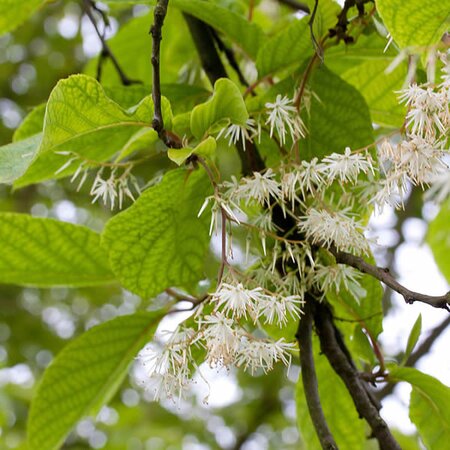 Pterostyrax psilophyllus v leveilei - Photo by Denis.prévôt (CC BY-SA 3.0)