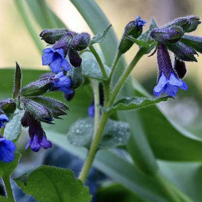 Pulmonaria "Blue Ensign" - Image by Mariya from Pixabay 