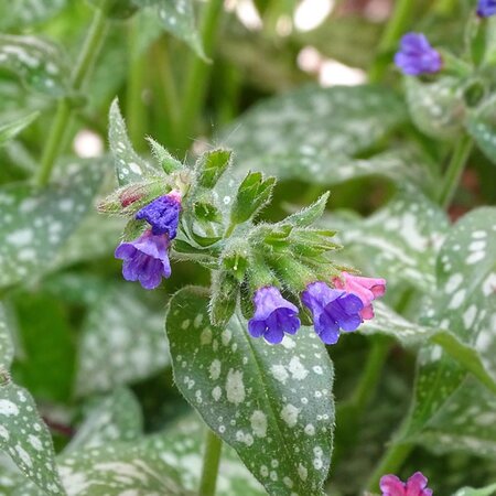 Pulmonaria 'Majestee' - Image by Petra Göschel from Pixabay