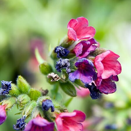 Pulmonaria 'Raspberry Splash®' - Photo by David J. Stang (CC BY-SA 4.0)
