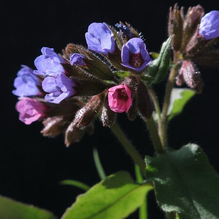Pulmonaria 'Samurai' - Image by Gernot from Pixabay 