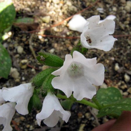 Pulmonaria 'Sissinghurst White' - Photo by KENPEI (GFDL)	Photo by David J. Stang (CC BY-SA 4.0)