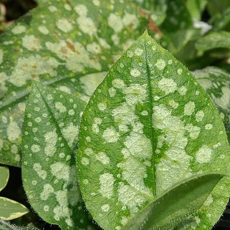 Pulmonaria 'Sissinghurst White' - Photo by David J. Stang (CC BY-SA 4.0)