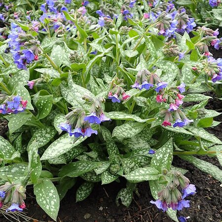 Pulmonaria 'Trevi Fountain' - Photo by Krzysztof Ziarnek, Kenraiz (CC BY-SA 4.0)