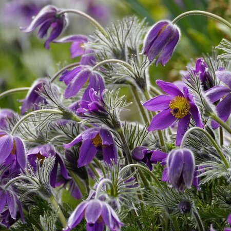 Pulsatilla vulgaris 'Blaue Glocke' - Image by beauty_of_nature from Pixabay 