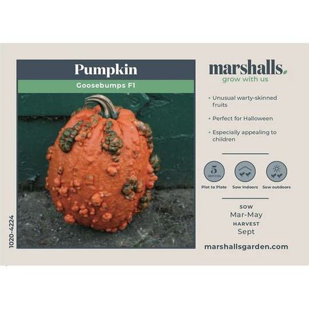Pumpkin Goosebumps F1 (8) - image 1