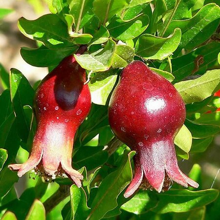 Punica Granatum Nana Std - Photo by Stan Shebs (GFDL)