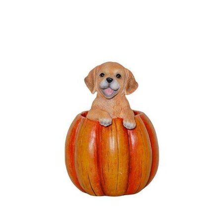 Puppy In A Pumpkin -Image courtesy of Elmes